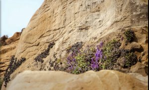 As flowers grow without a visible water source, you too can find resource's you may not even know are in front of you!