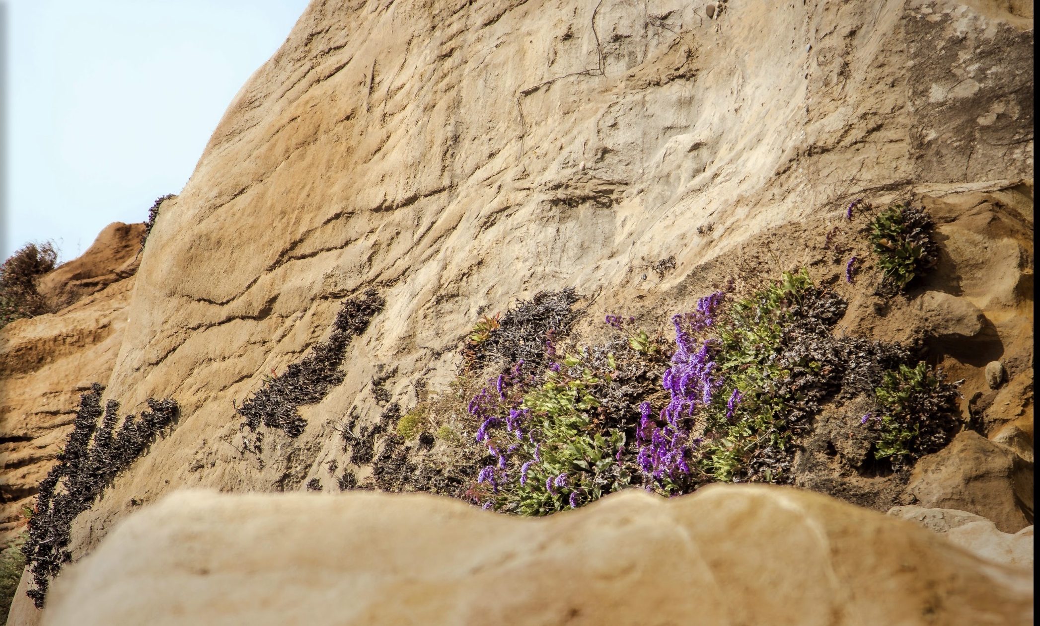 As flowers grow without a visible water source, you too can find resource's you may not even know are in front of you!